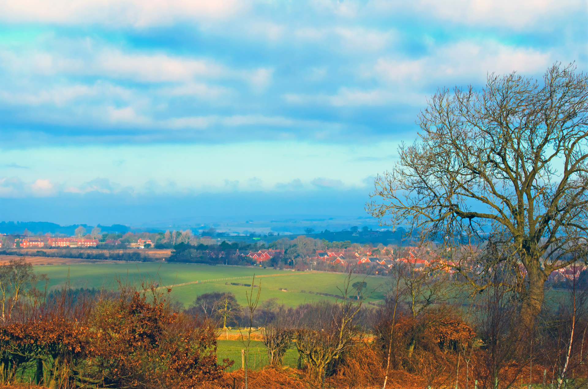 landscape tree branches free photo