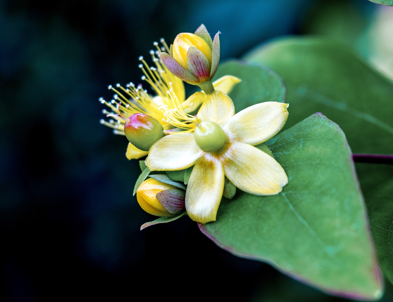 english wild flower free photo