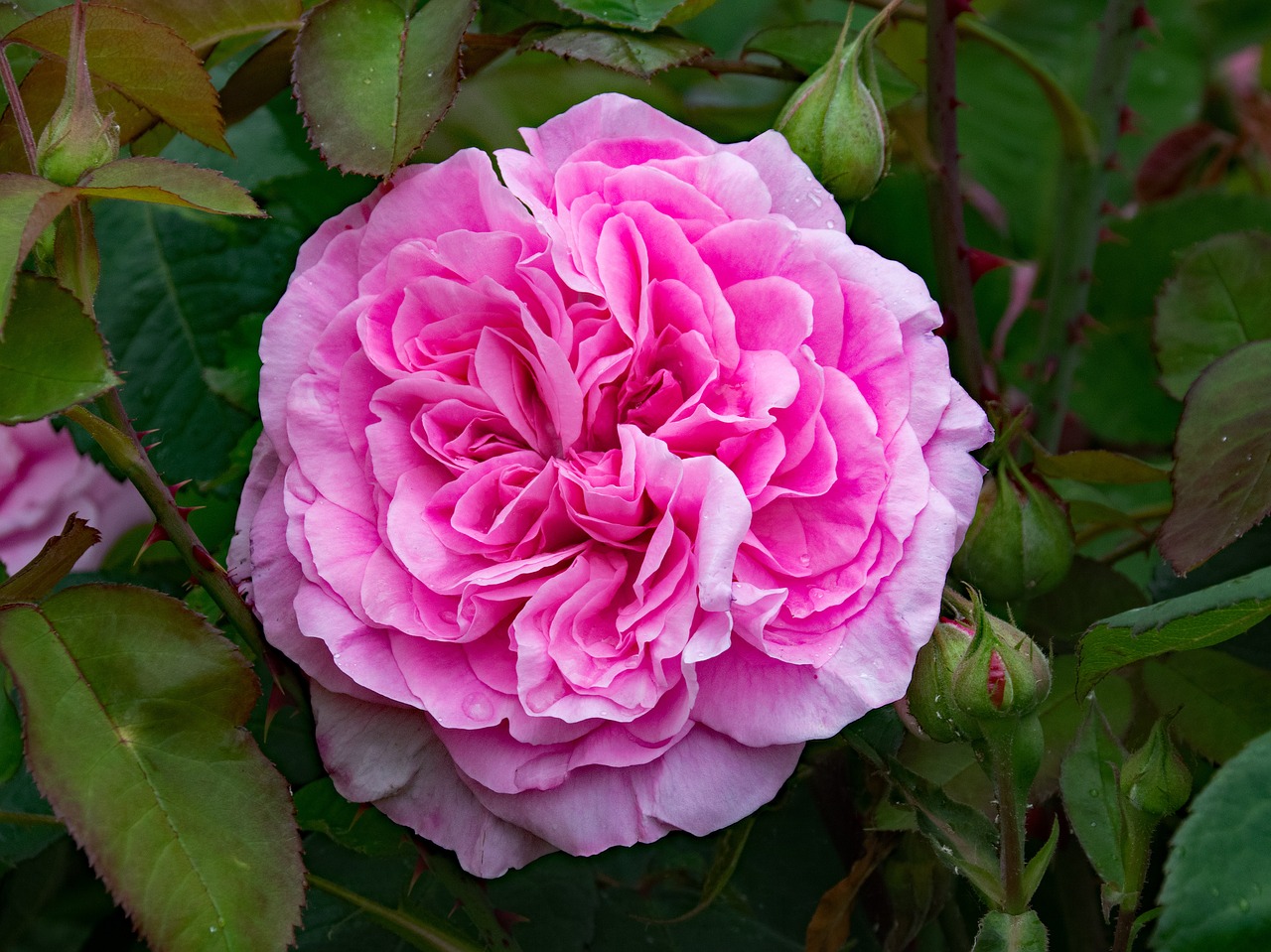 english rose gertrude jekyll free photo