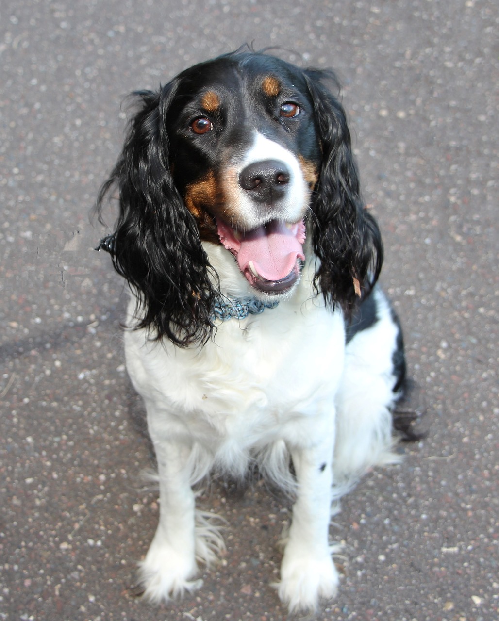 english springer spaniel free photo