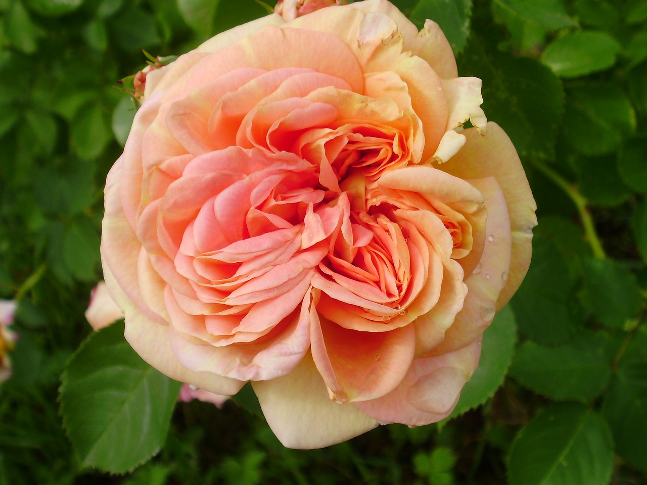 english rose beautiful free photo