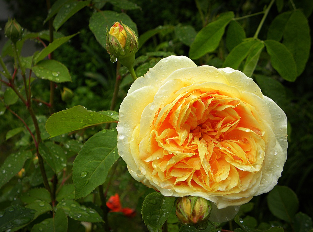 english rose charles free photo