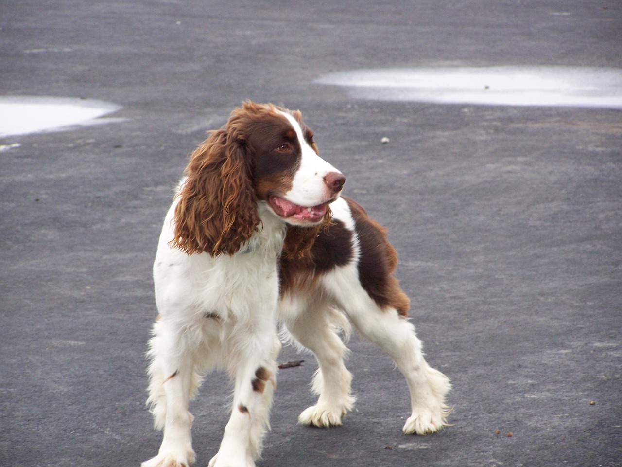 english springer spaniel free photo