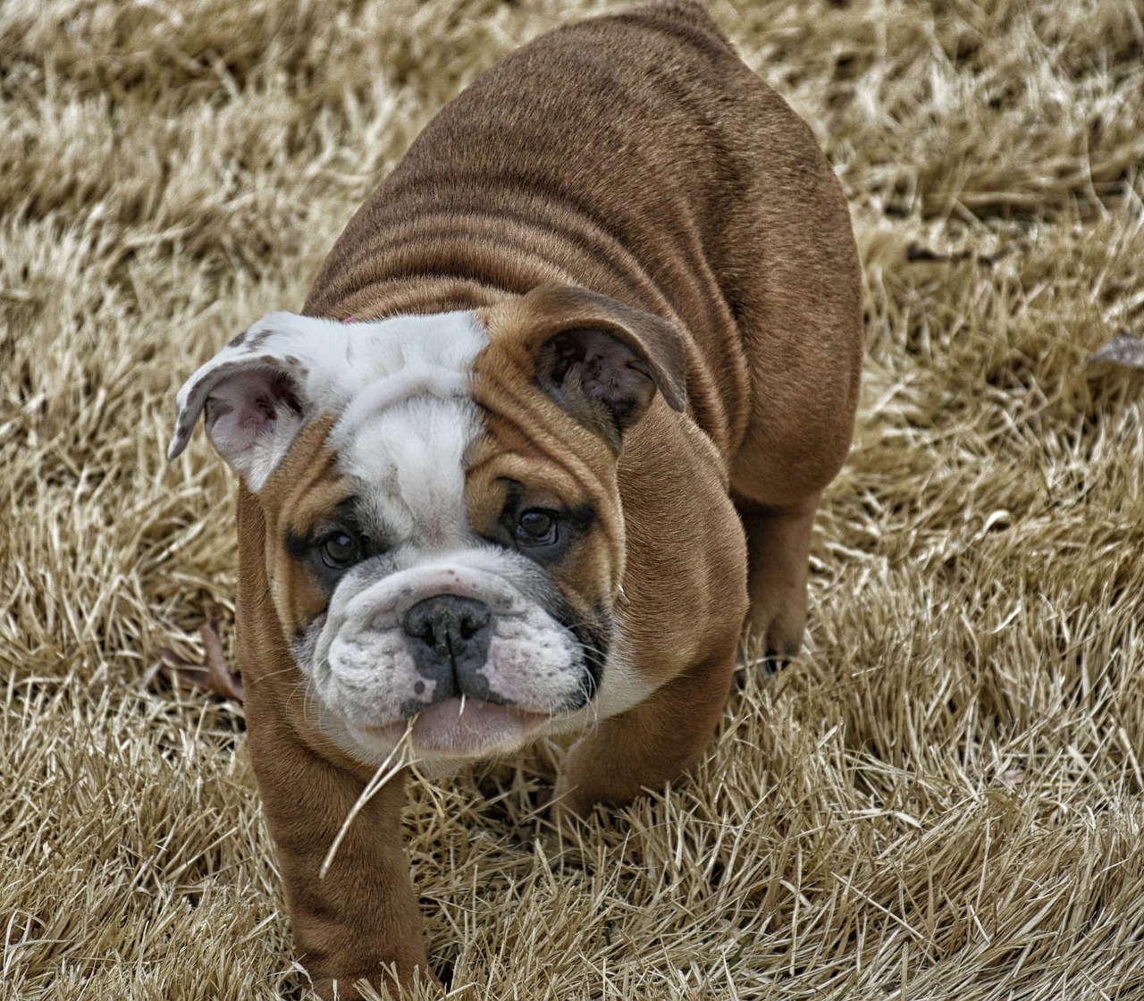 english bull dog  dog  animal free photo