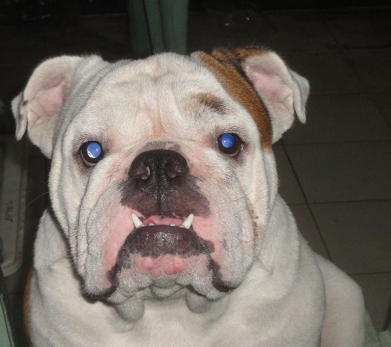 english bulldog bulldog pet free photo