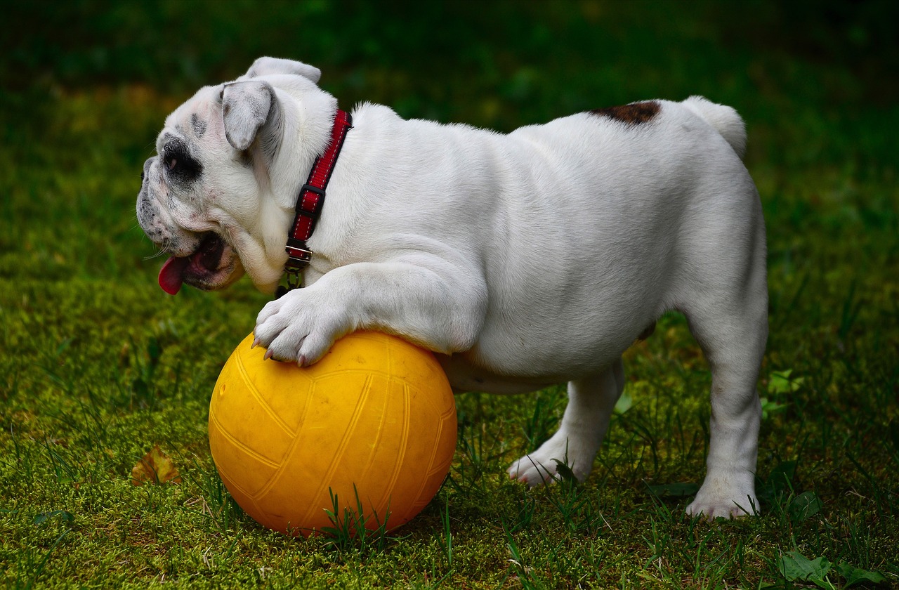 english bulldog dog bulldog free photo