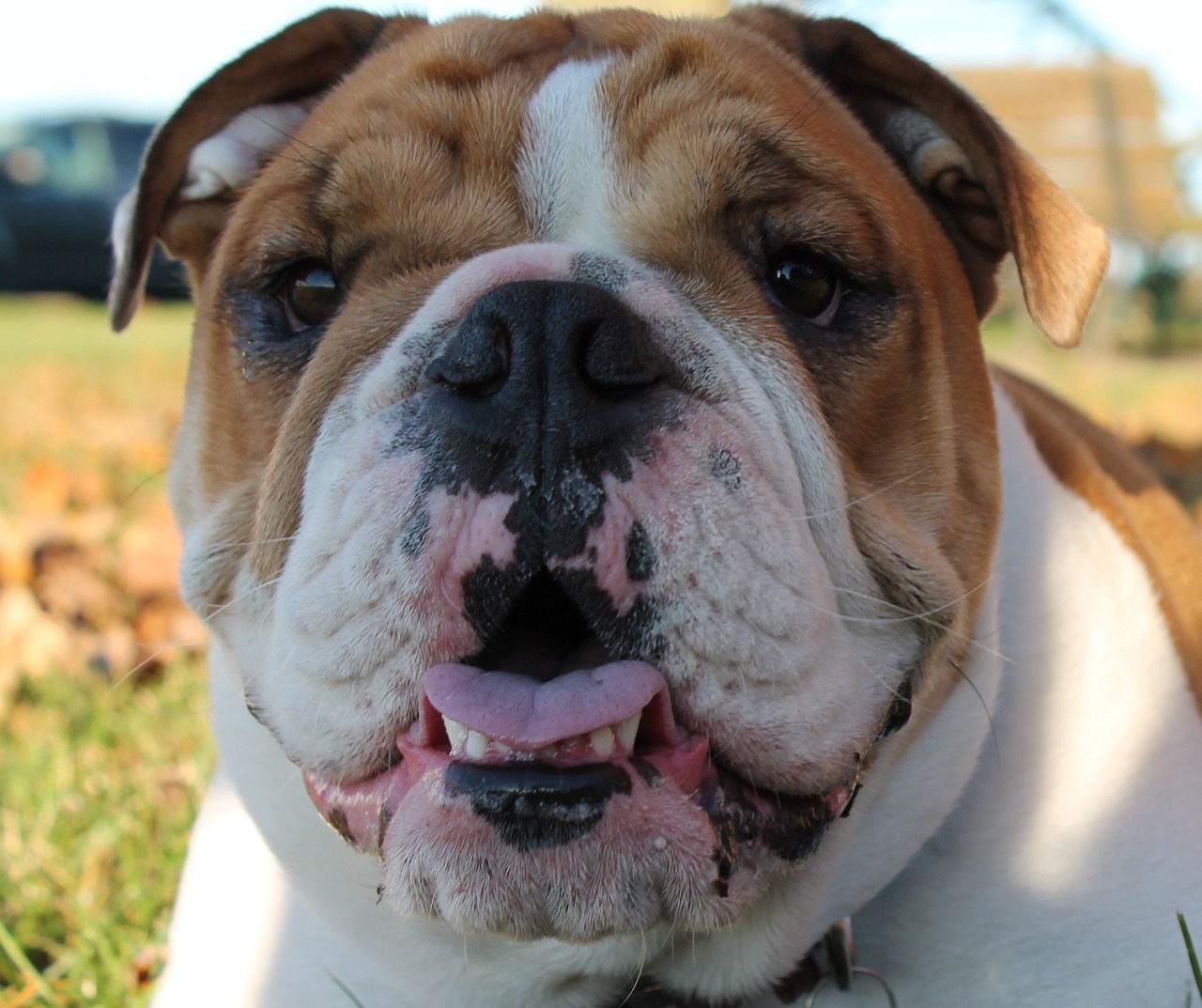 english bulldog face canine free photo