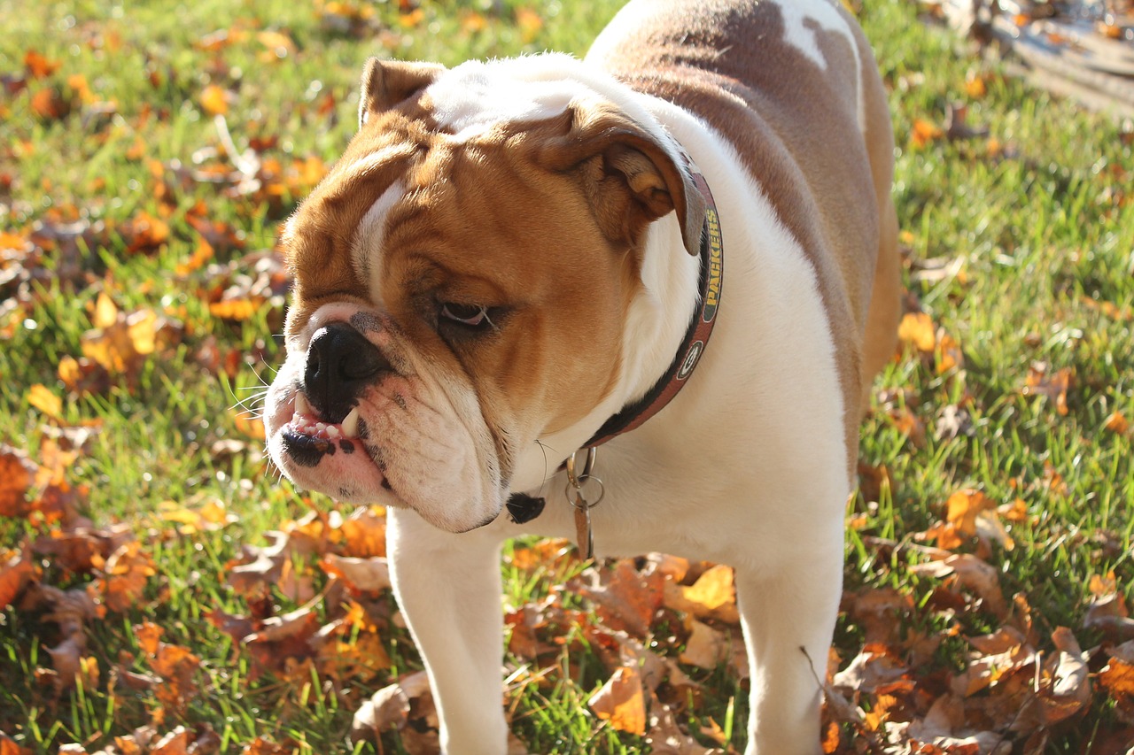 english bulldog grumpy face sweet free photo