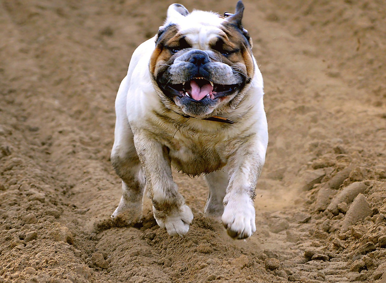 english bulldog pet dog free photo