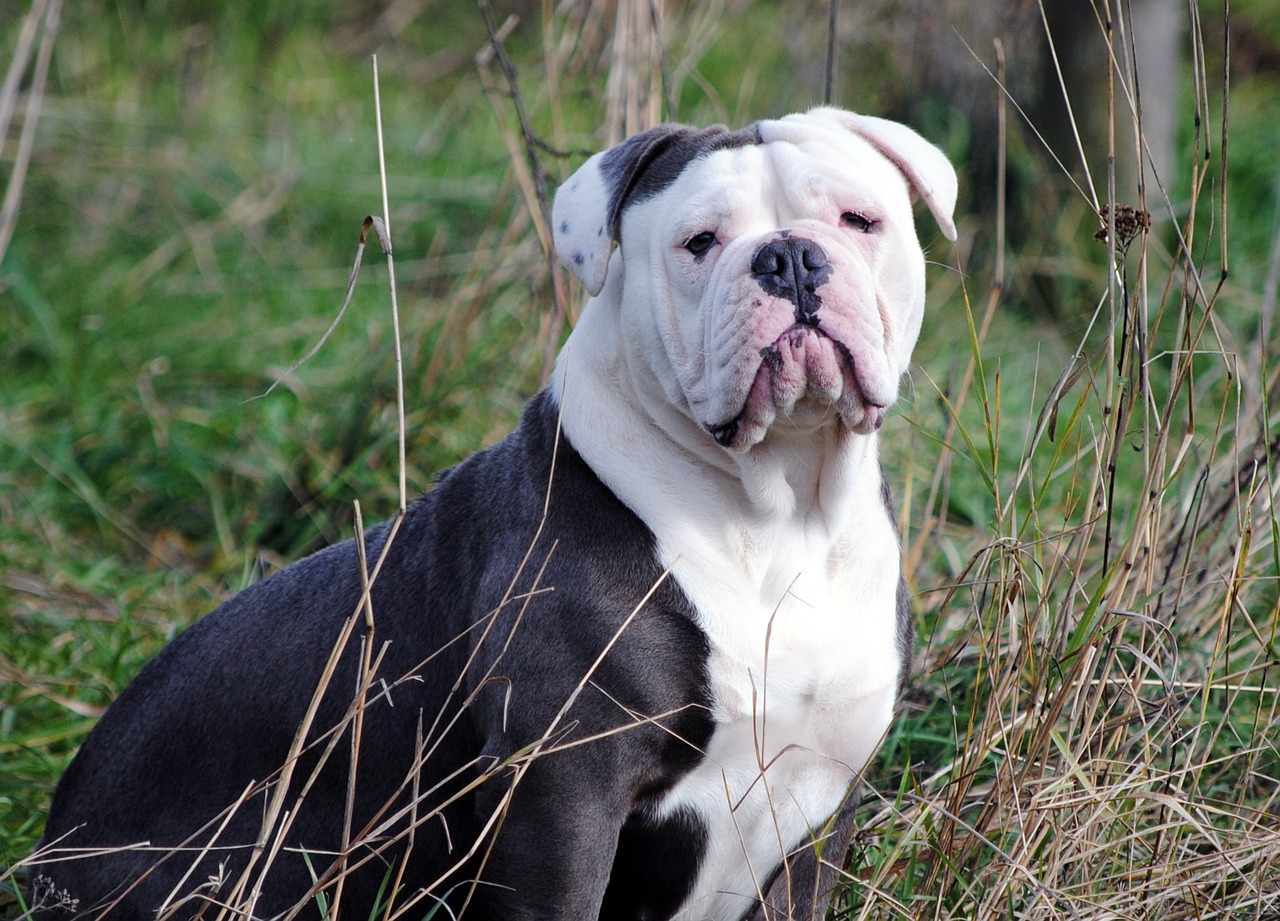 english bulldog dog canine free photo