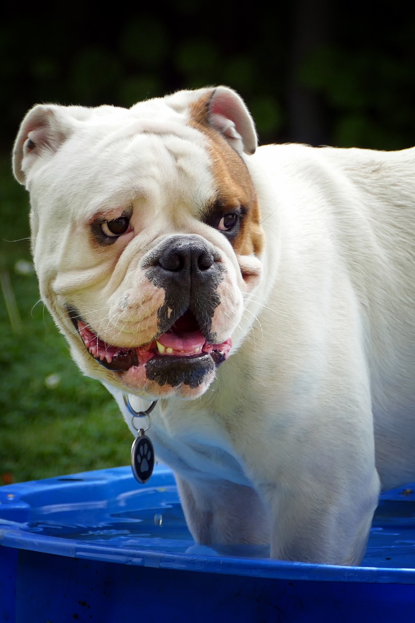 english bulldog portrait summer free photo