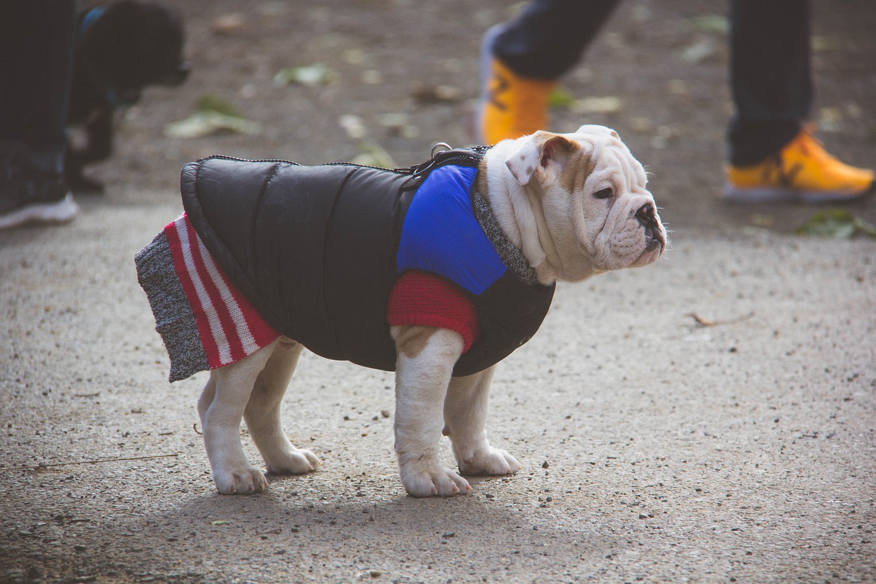 english bulldog puppy sweater free photo