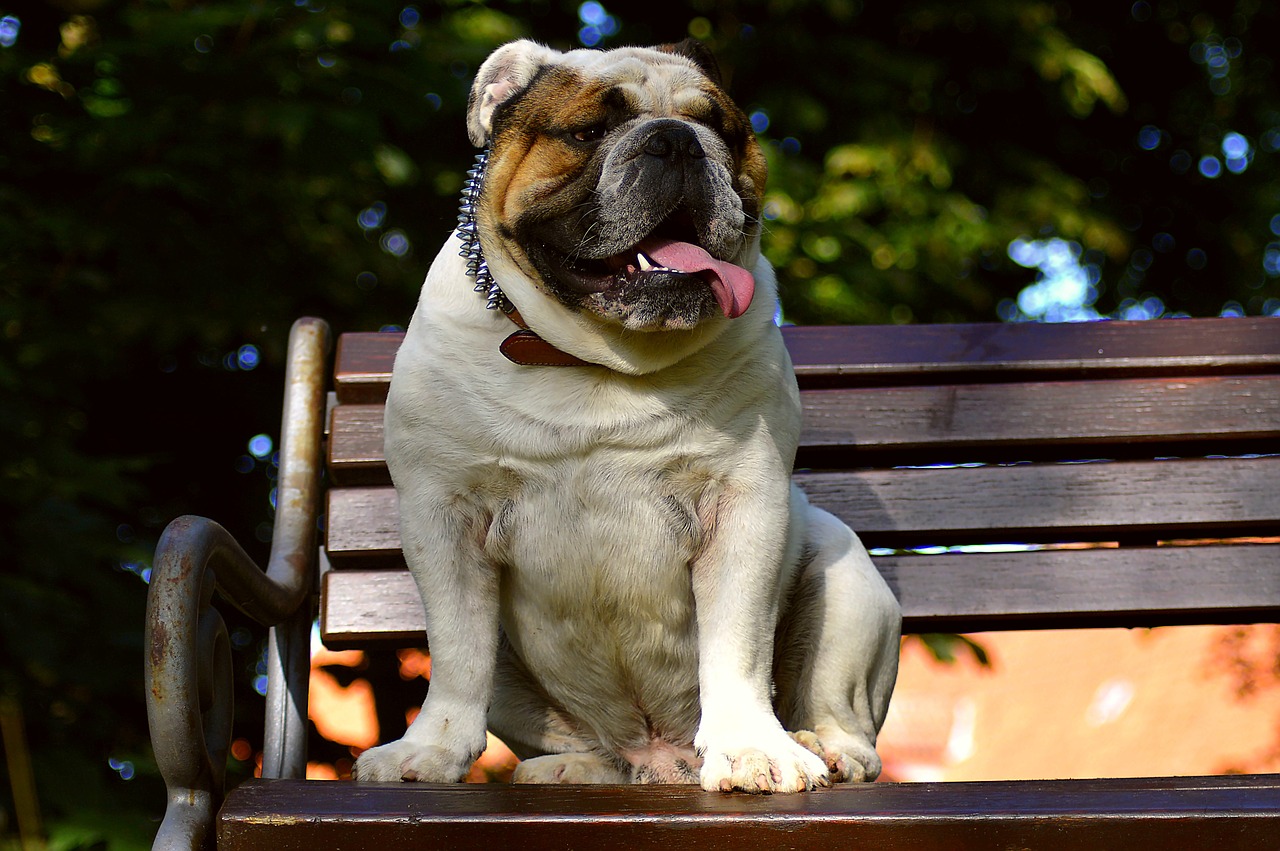 english bulldog dog nature free photo