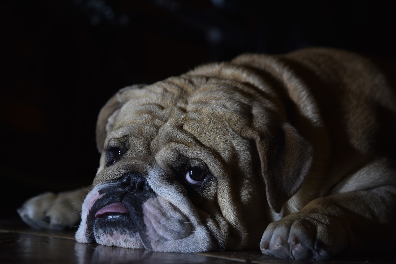 english bulldog  dog  pet free photo