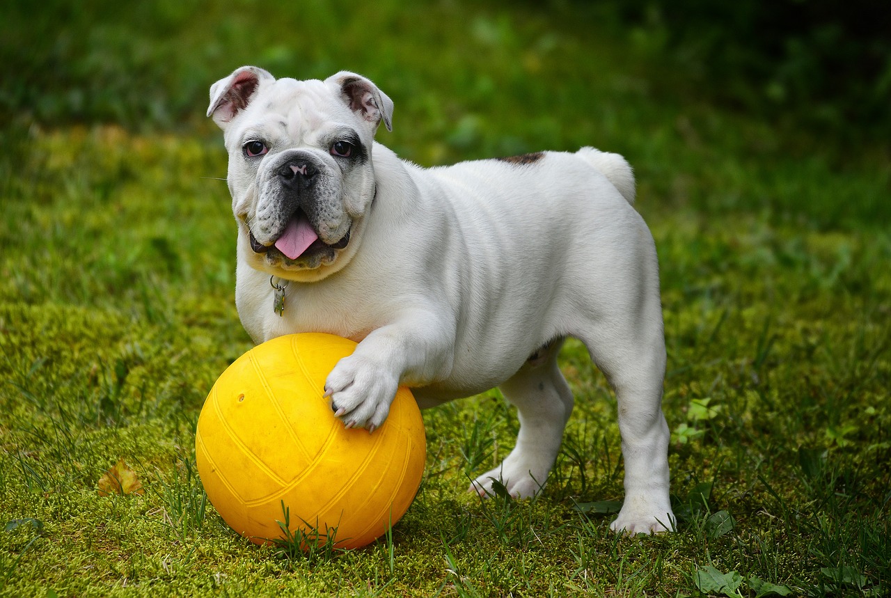 english bulldog bulldog dog free photo