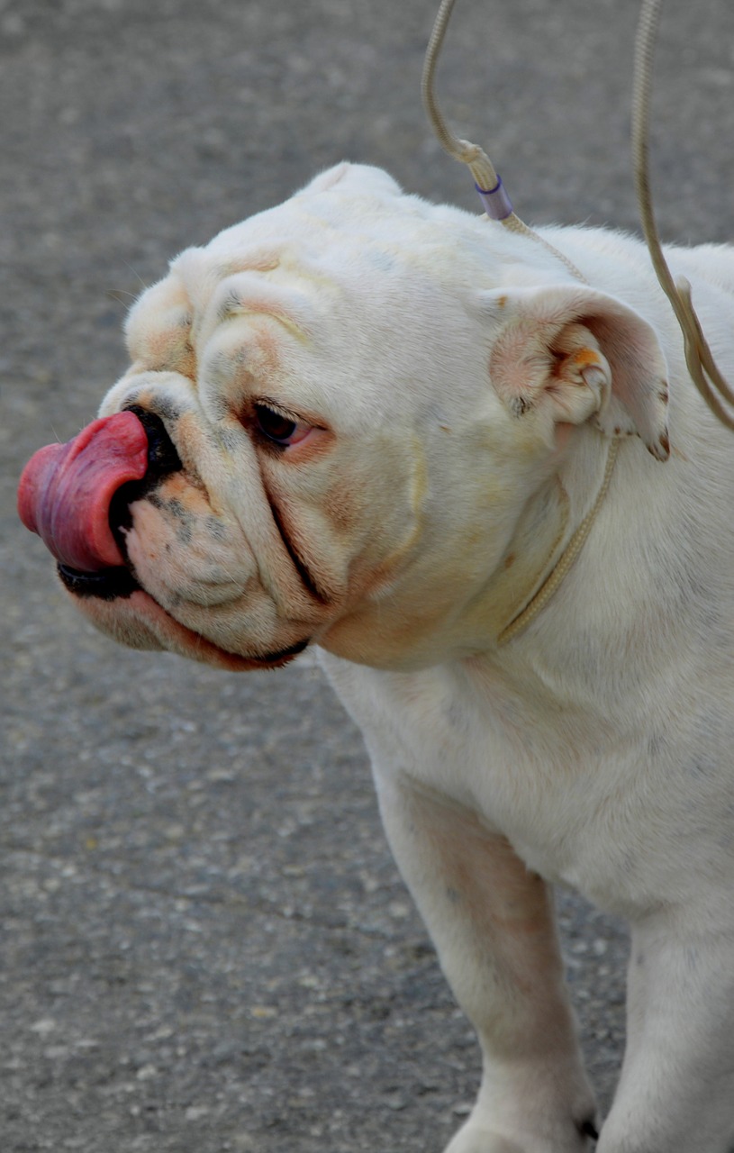 english bulldog dog breed free photo