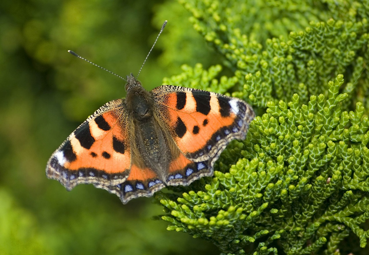 english butterfly tortoiseshell butterfly insect free photo