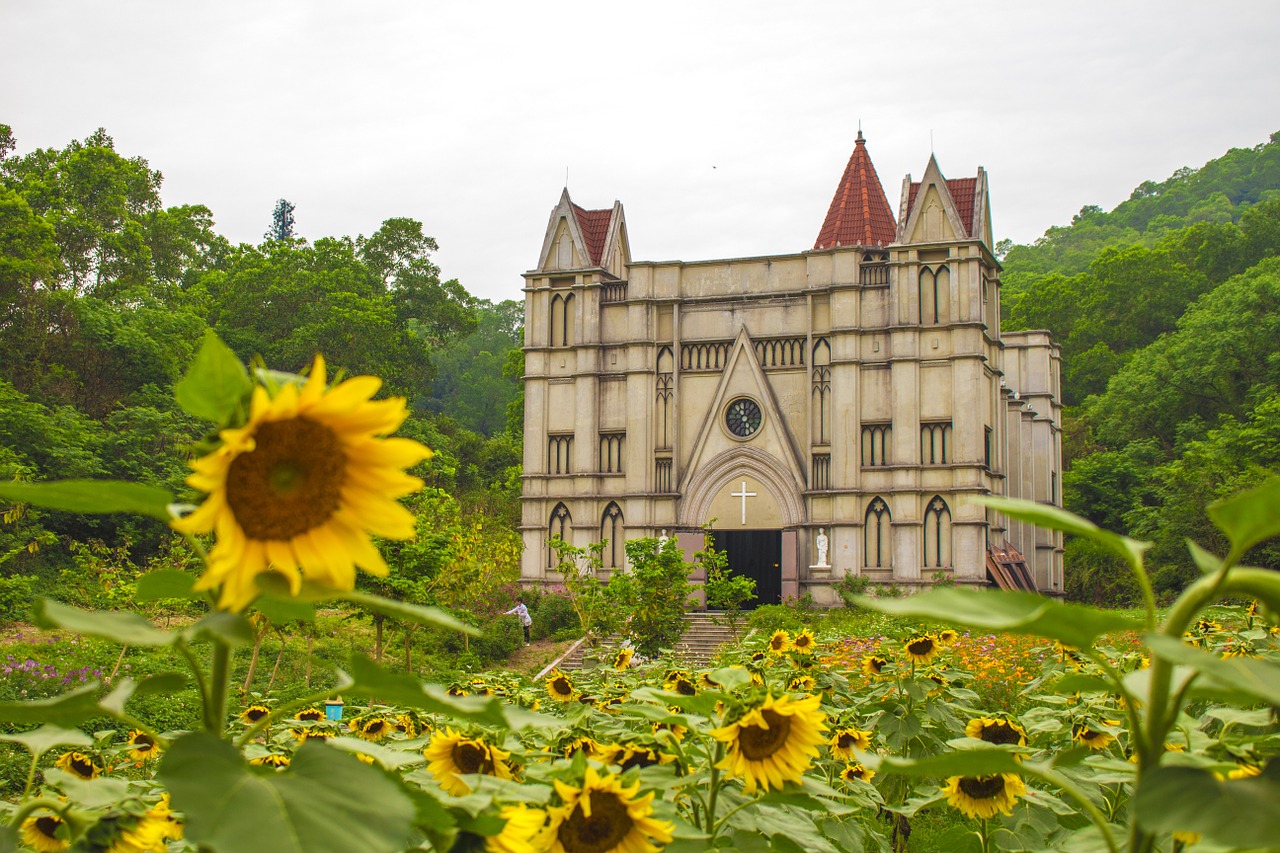 english church sunflower life free photo