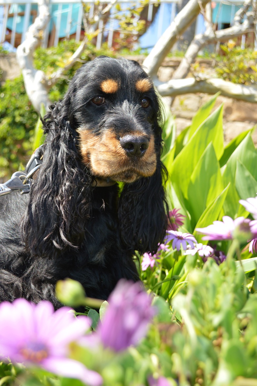 english cocker spaniel dog cocker free photo