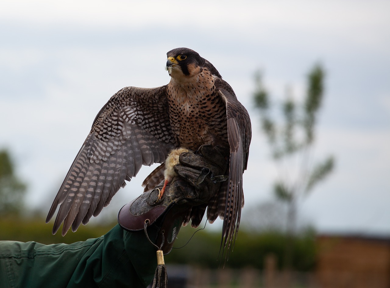english falcon  falcon on hand  hunter free photo