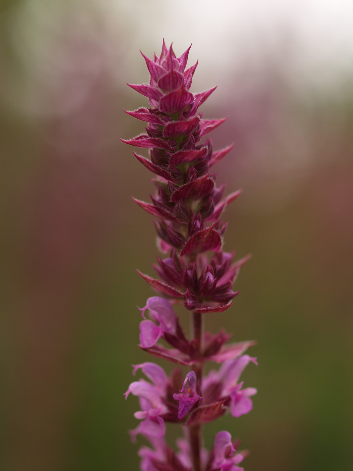 flower pink spike free photo