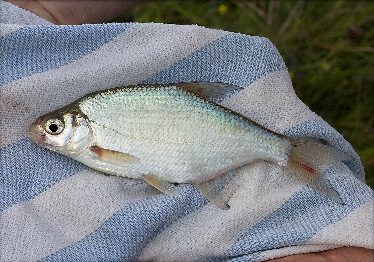 english freshwater fish angling bream free photo