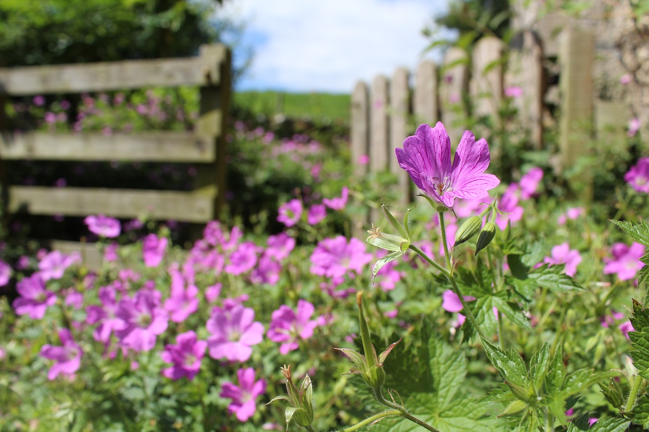 english garden summer garden free photo