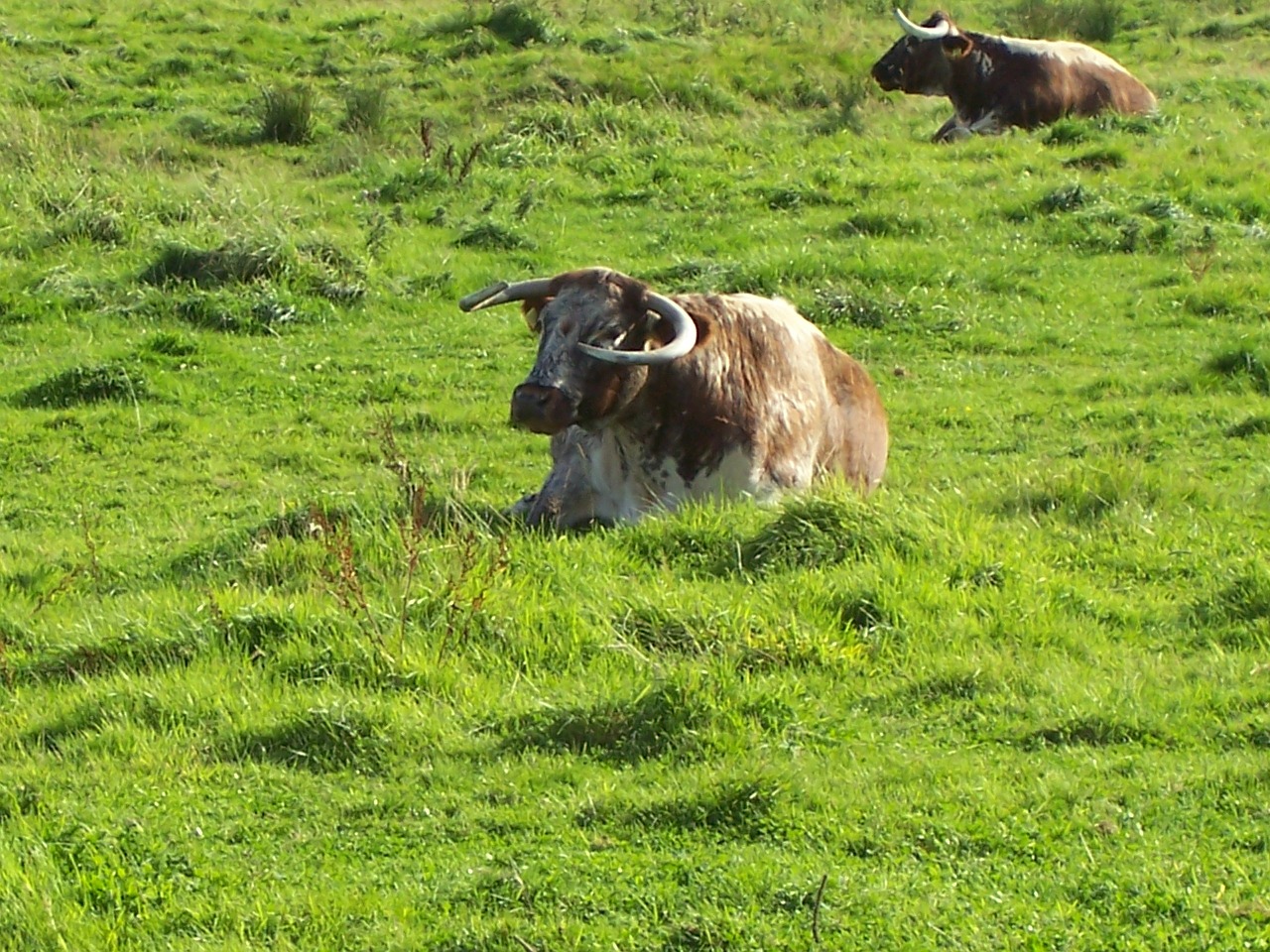 english longhorn cattle cows cattle free photo