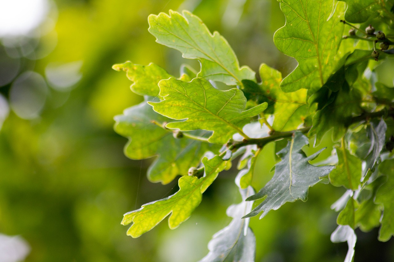 english oak leaves tree free photo