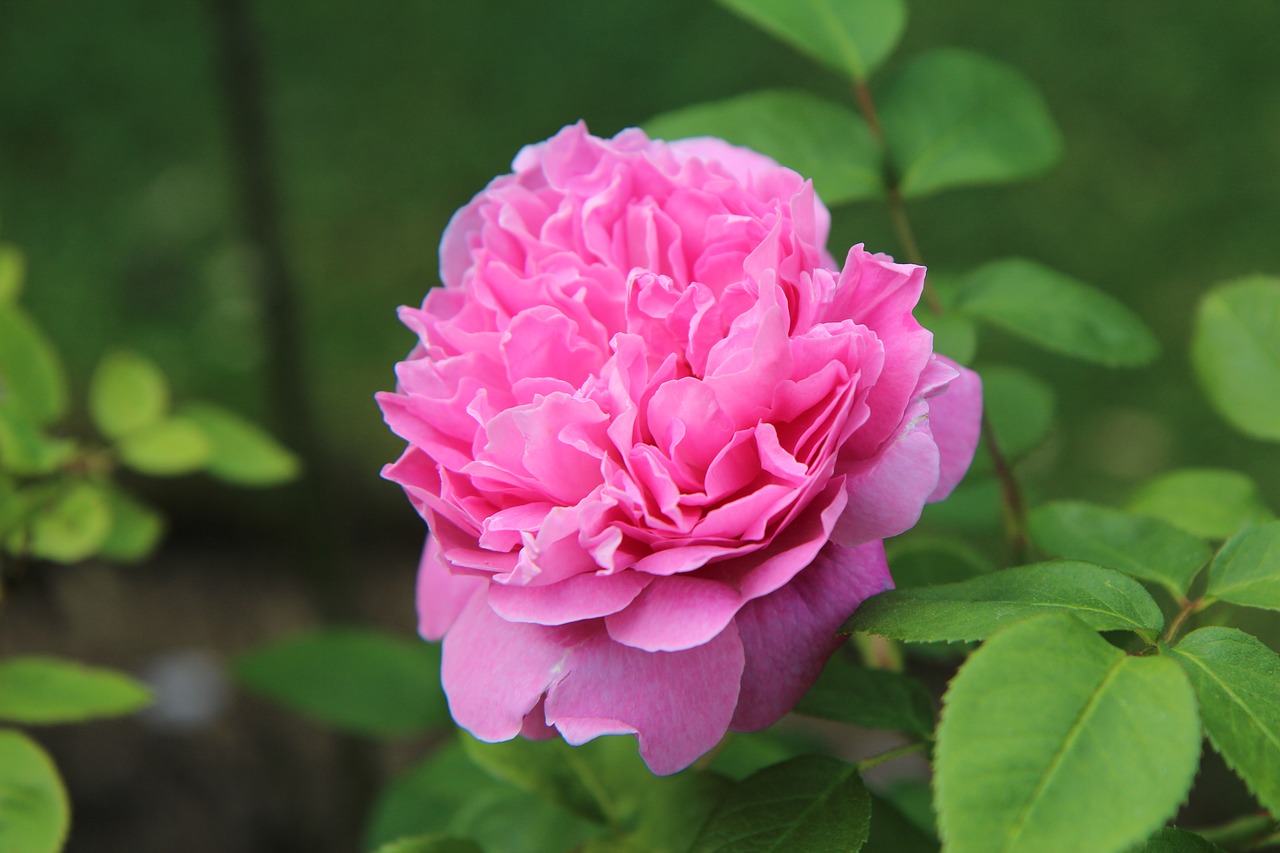 english rose  pink  rosebush free photo