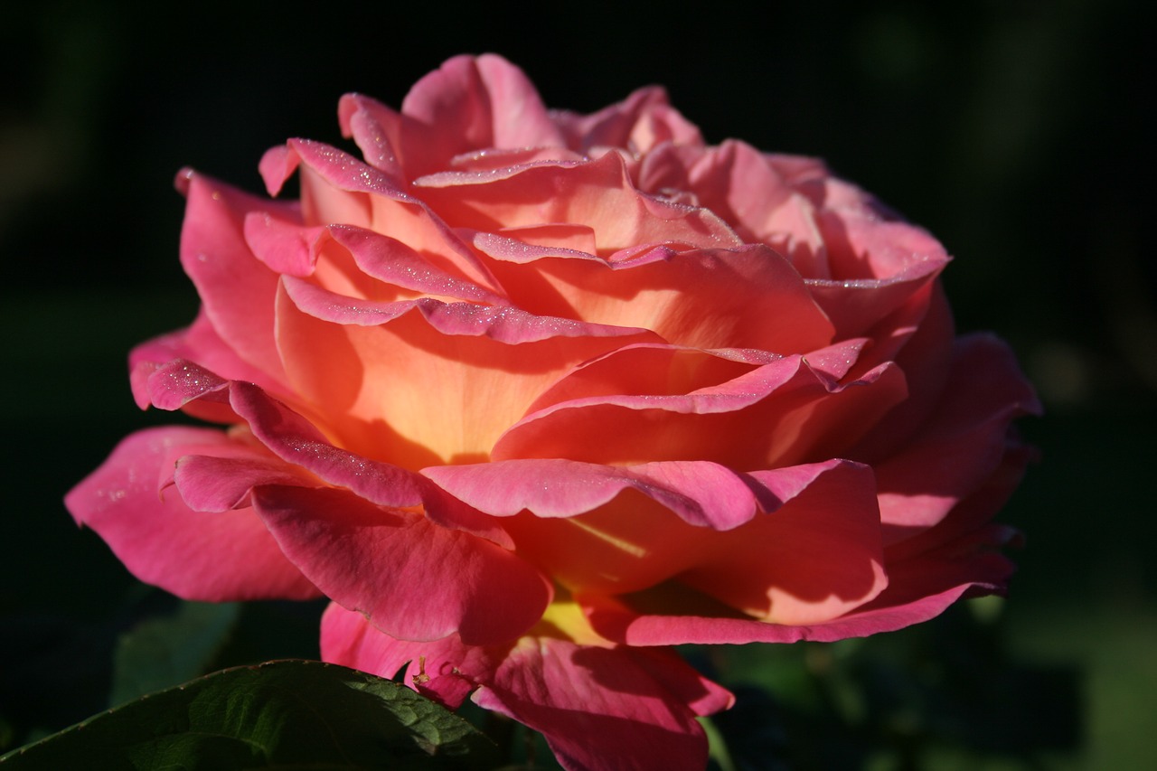 english rose  rose  pink free photo