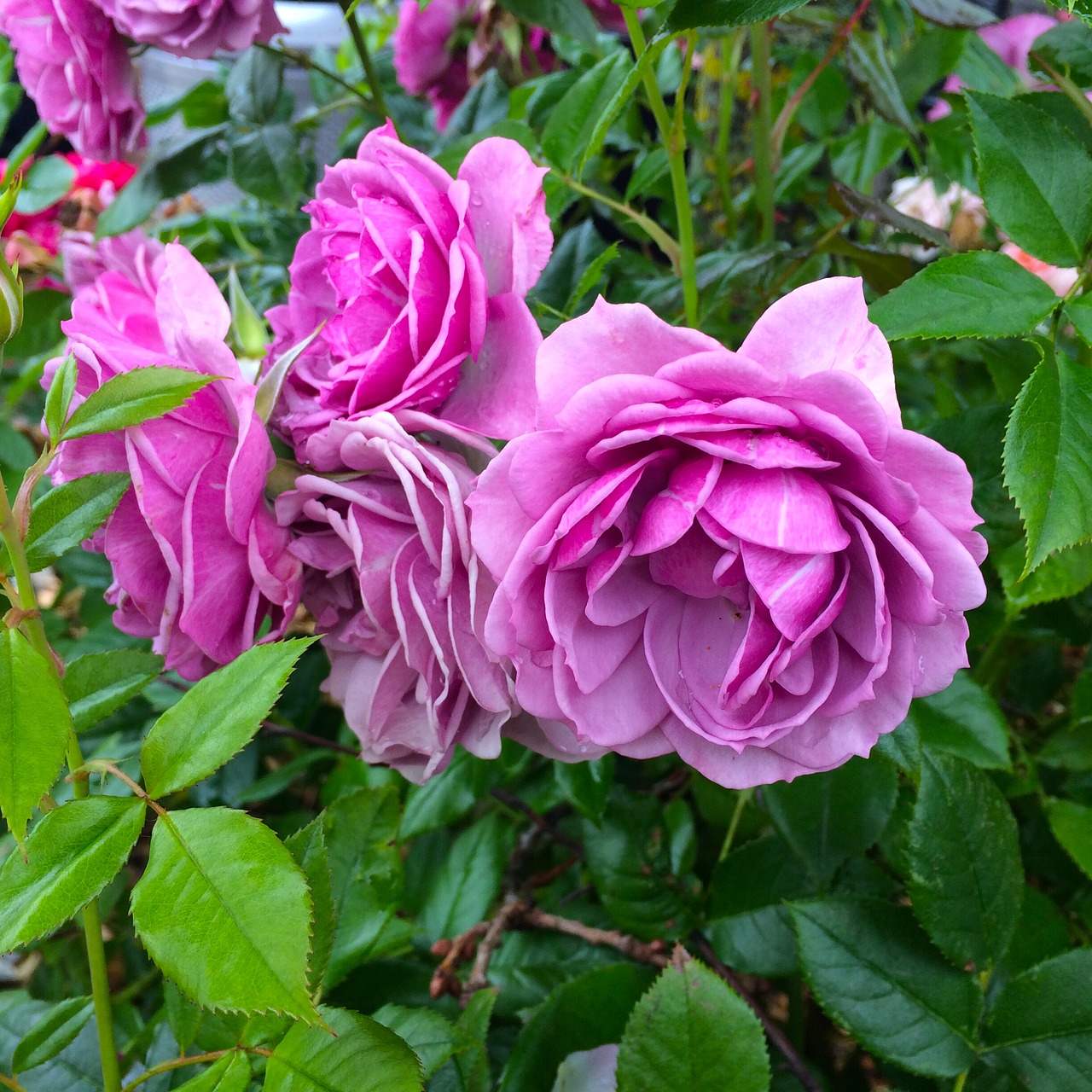 english roses strong pink full bloom free photo