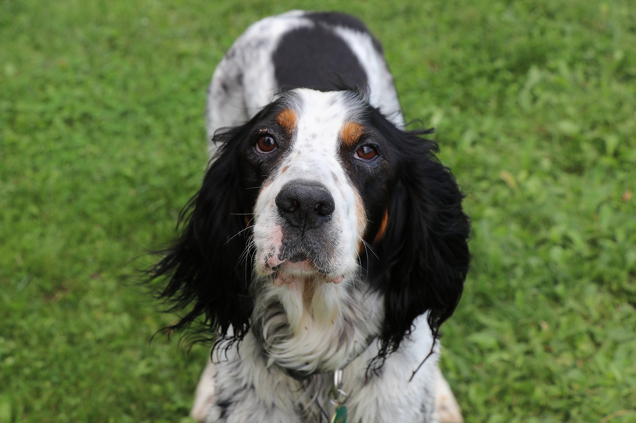 english setter setter dog free photo