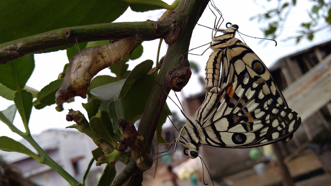 enjoying butterflys really beautiful c free photo