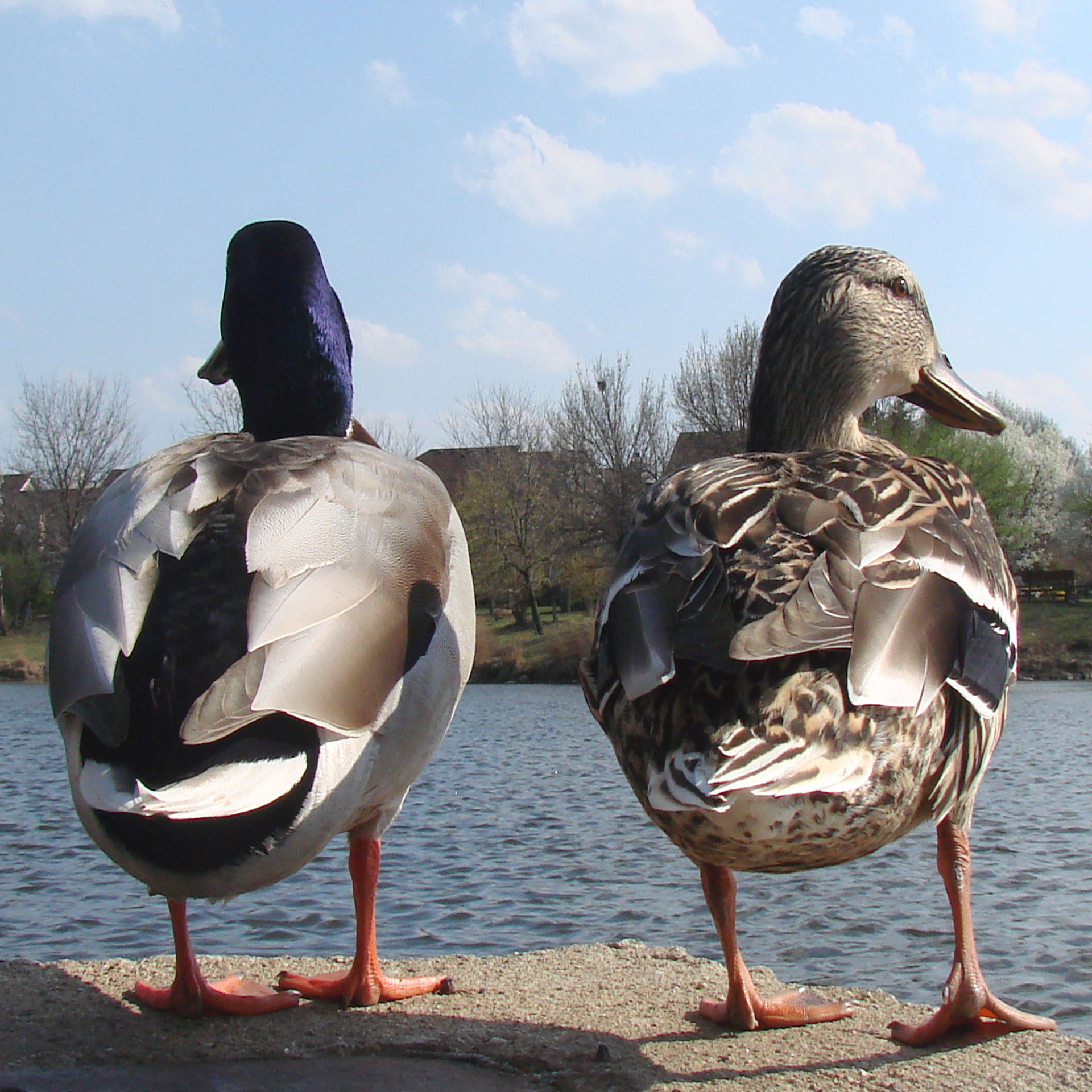 ducks male female free photo