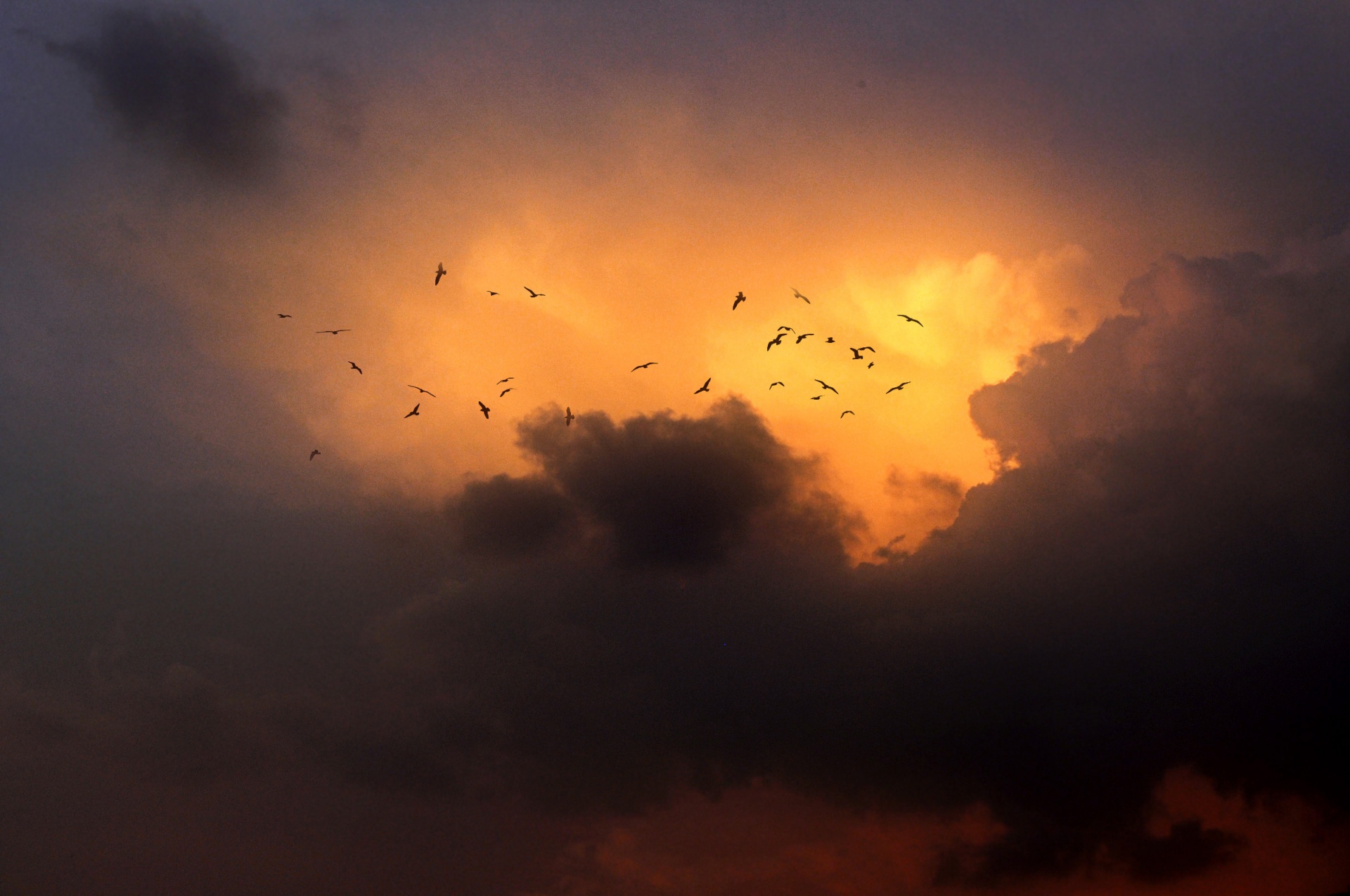 birds sky clouds free photo