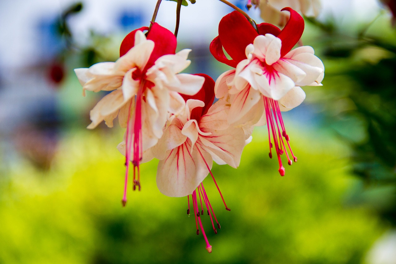 enkianthus flowers plant free photo