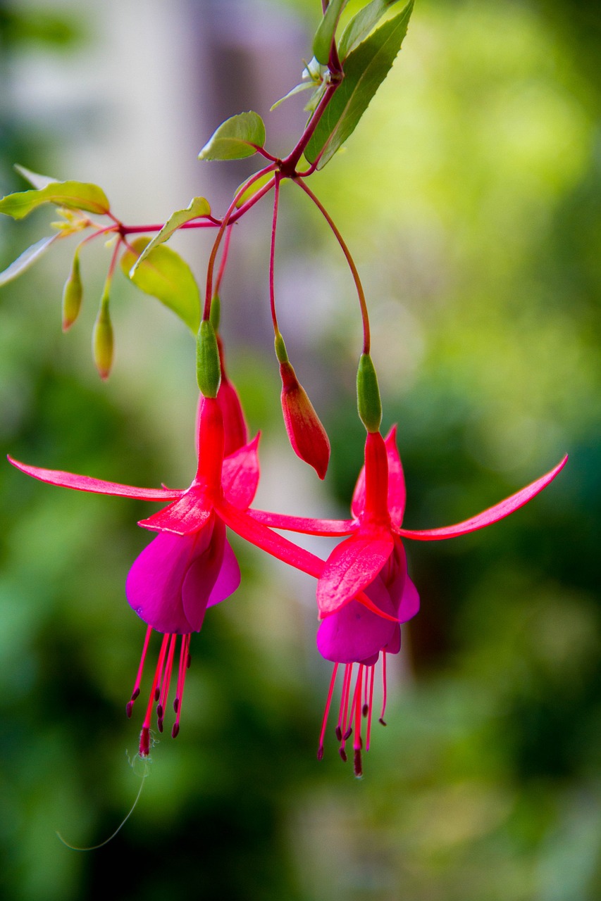 enkianthus flowers plant free photo