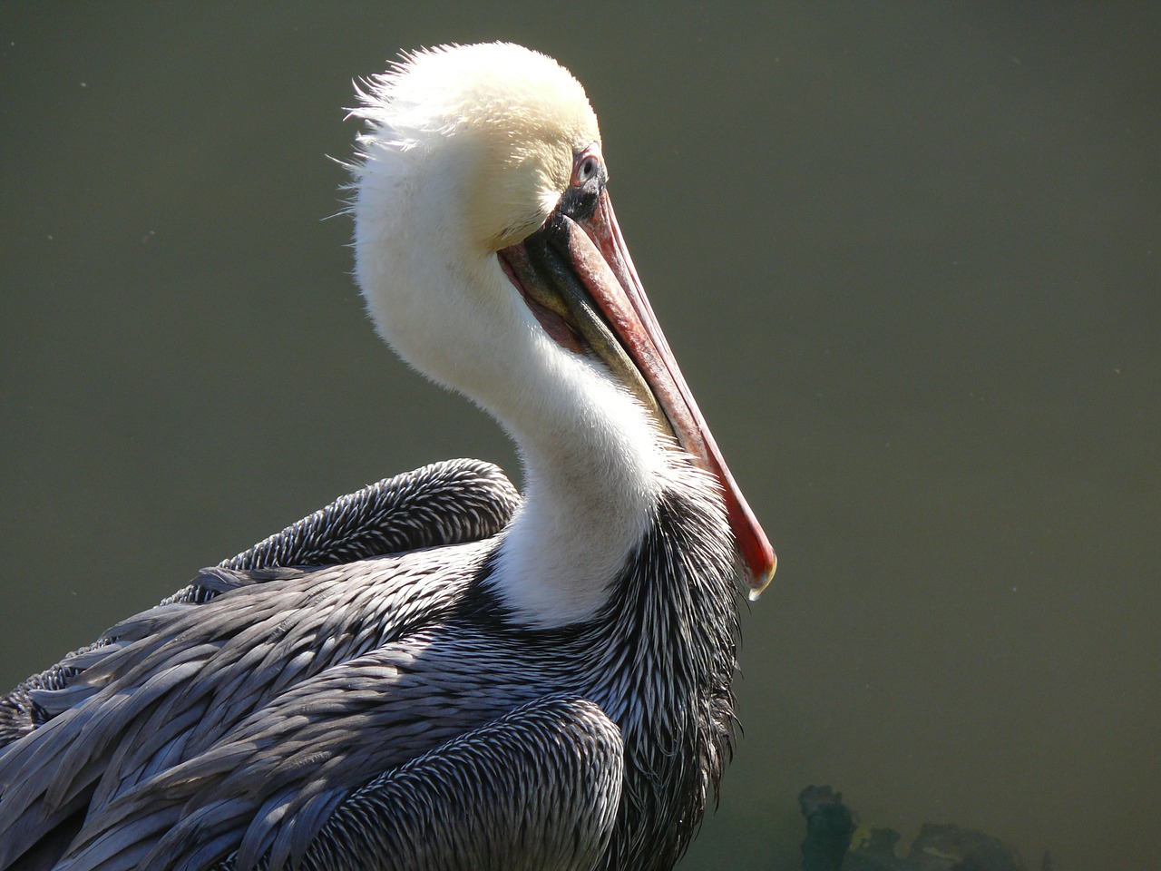 ensenada mexico pelikan free photo
