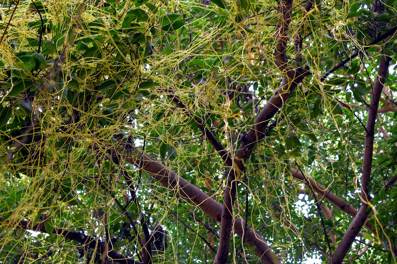 entangled amarbel dodder climber free photo