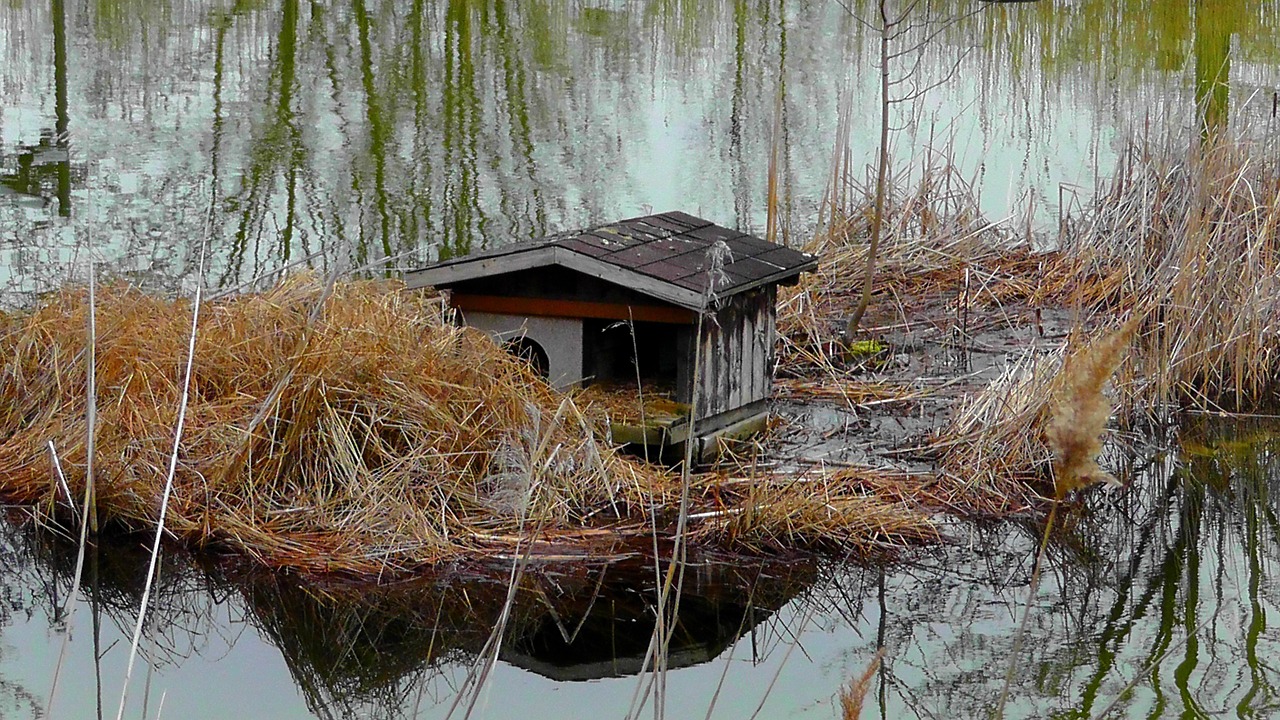 entenhaus aviary lake free photo