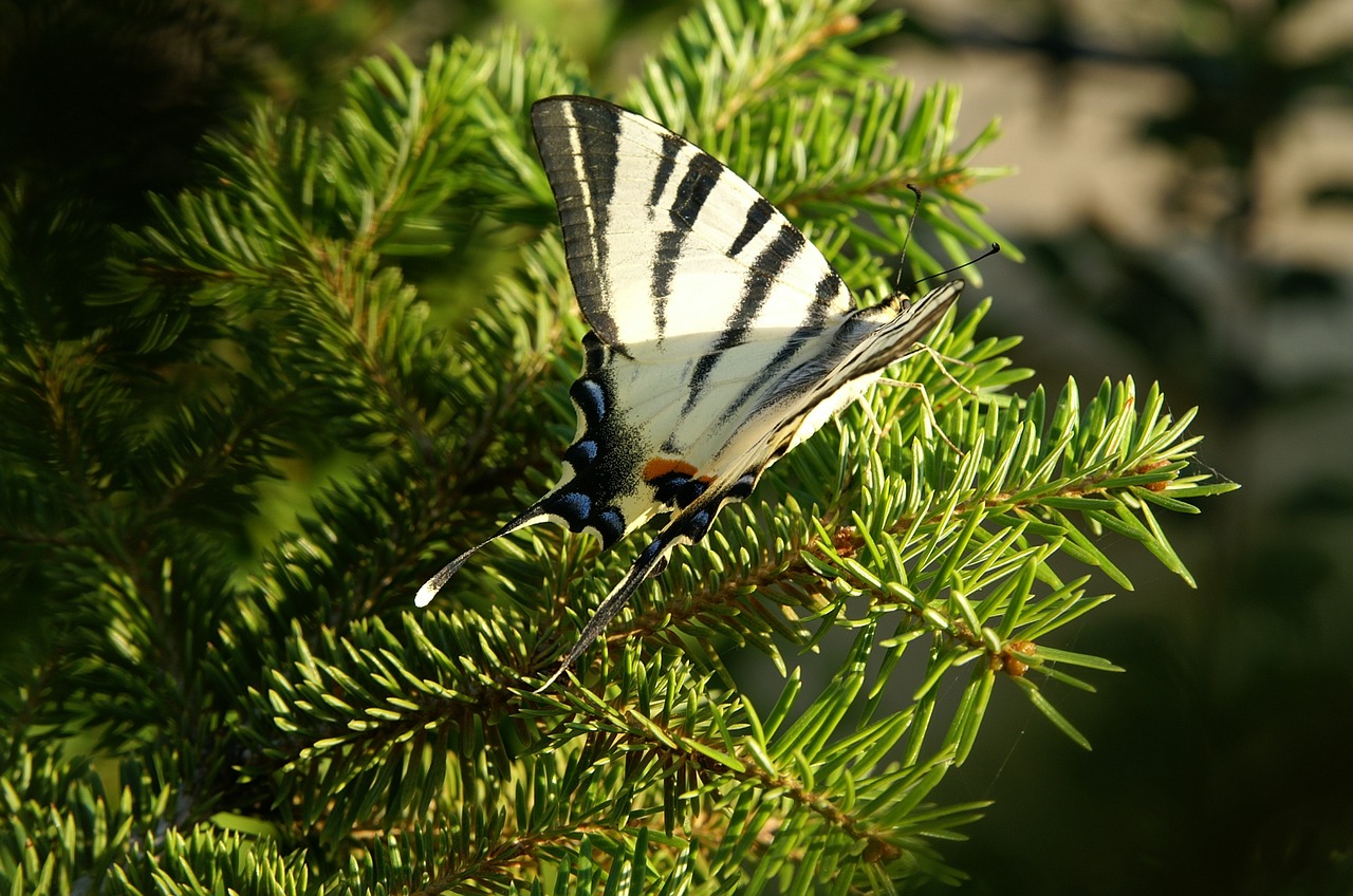 entomo butterfly spring free photo