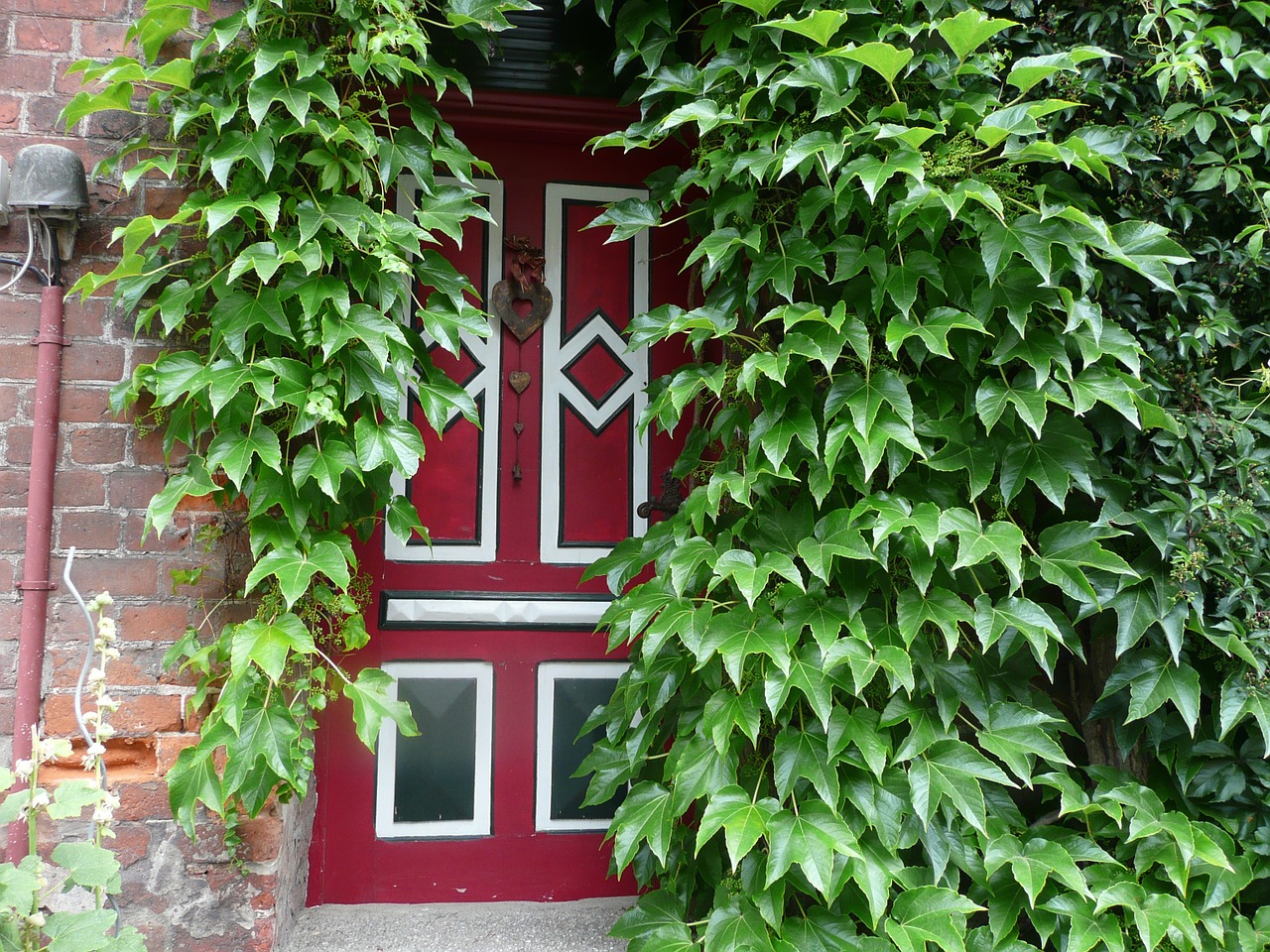 entrance door ivy green free photo