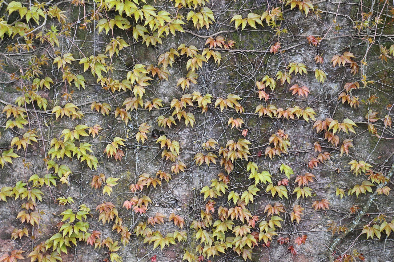 entwine leaves autumn free photo