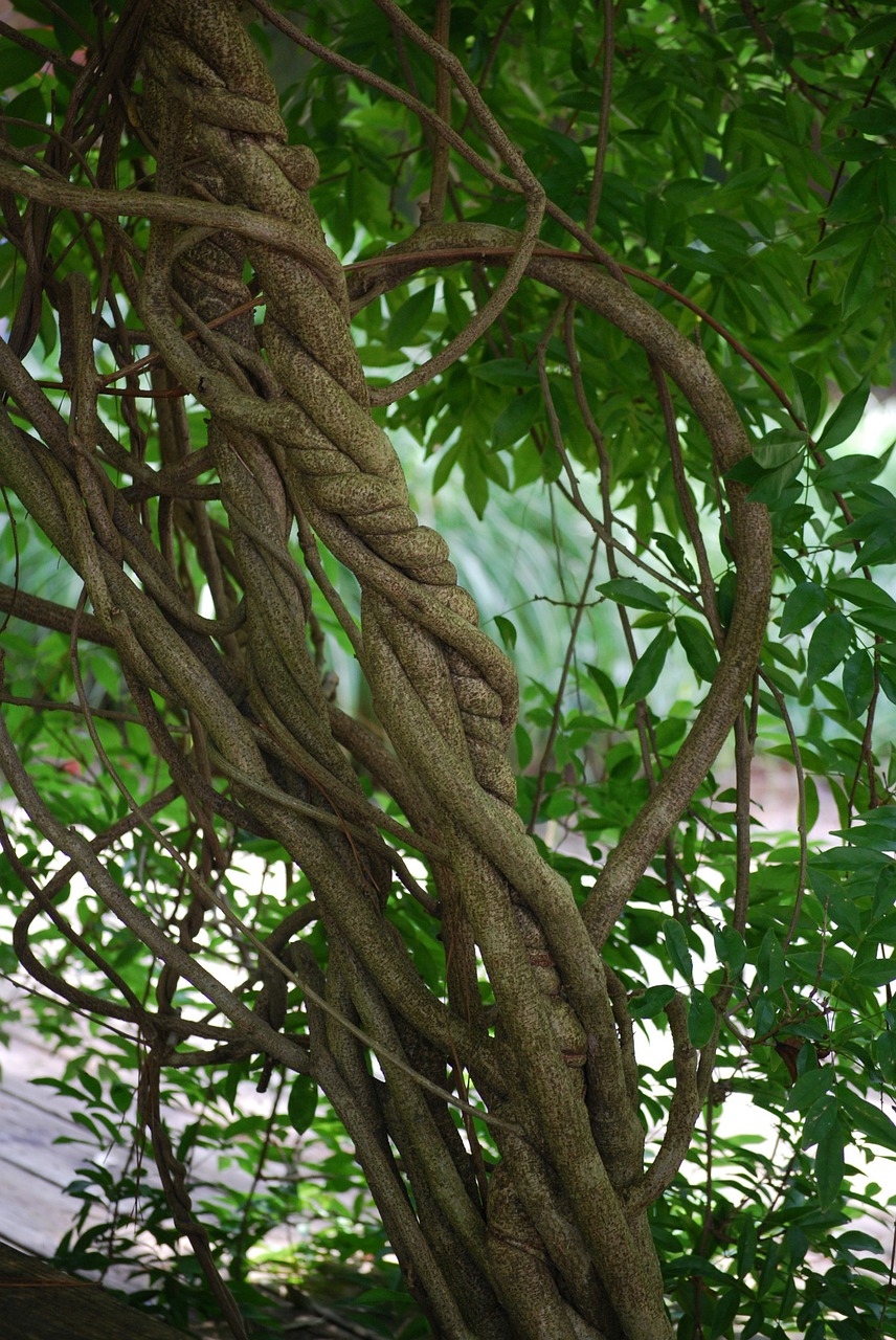 entwined braid sculpture free photo