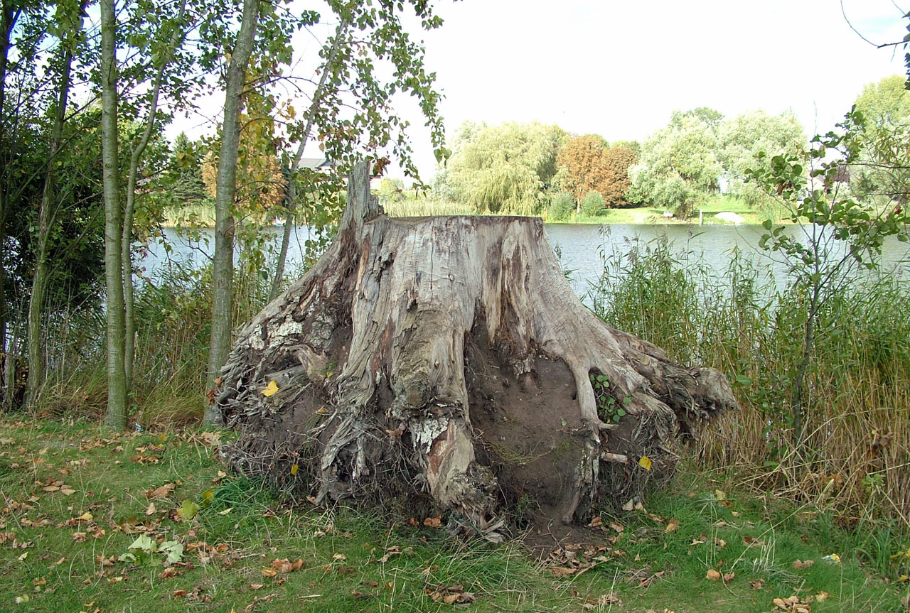 stump uprooted lake free photo