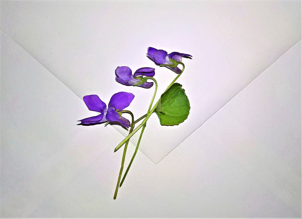 envelope violet small flowers free photo