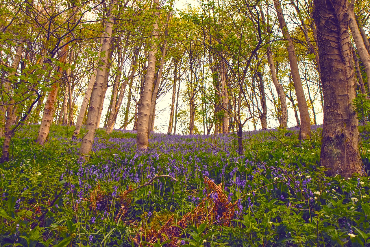 environment blue nature free photo
