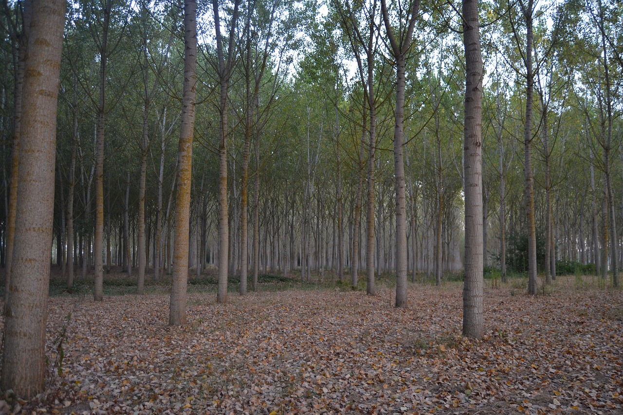 environment  pioppeta  poplar free photo