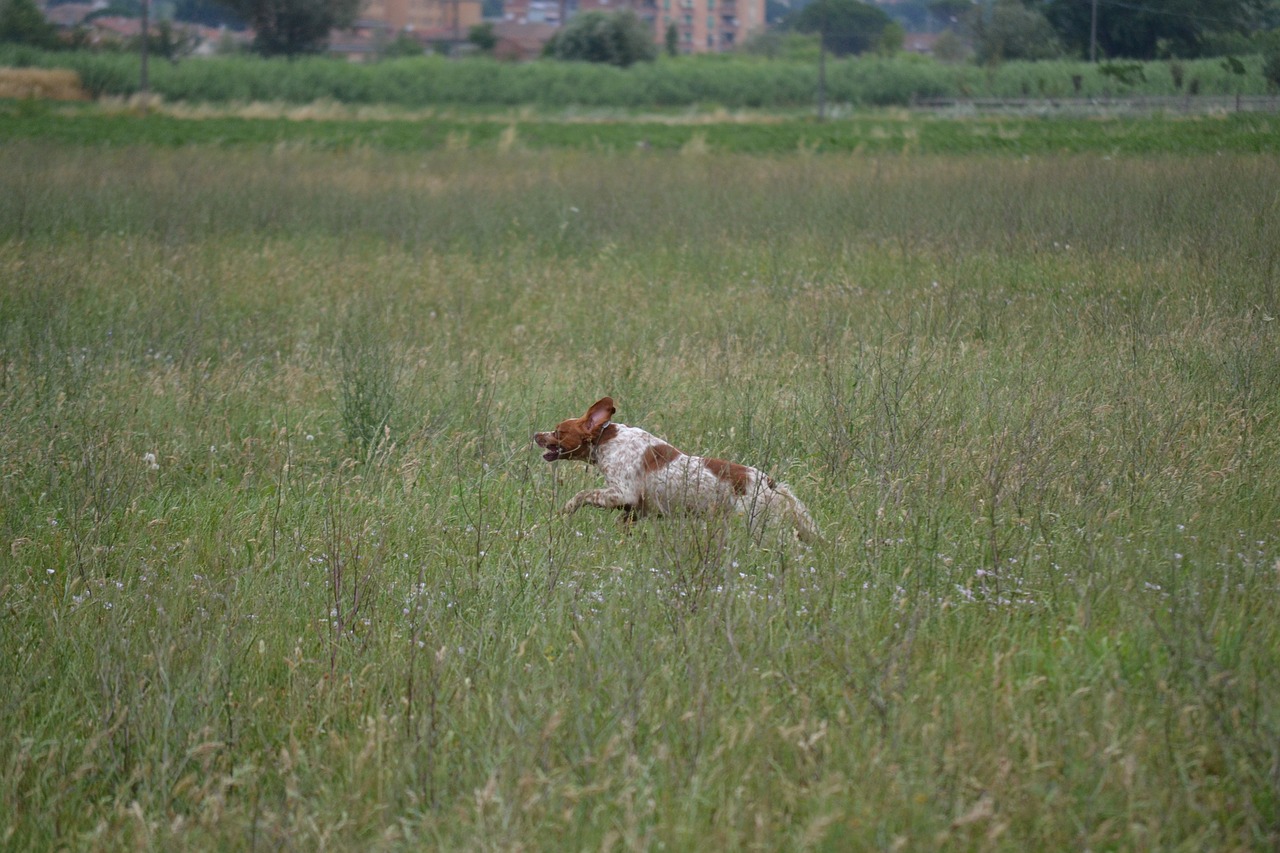 epagneul breton  hunting  dog free photo